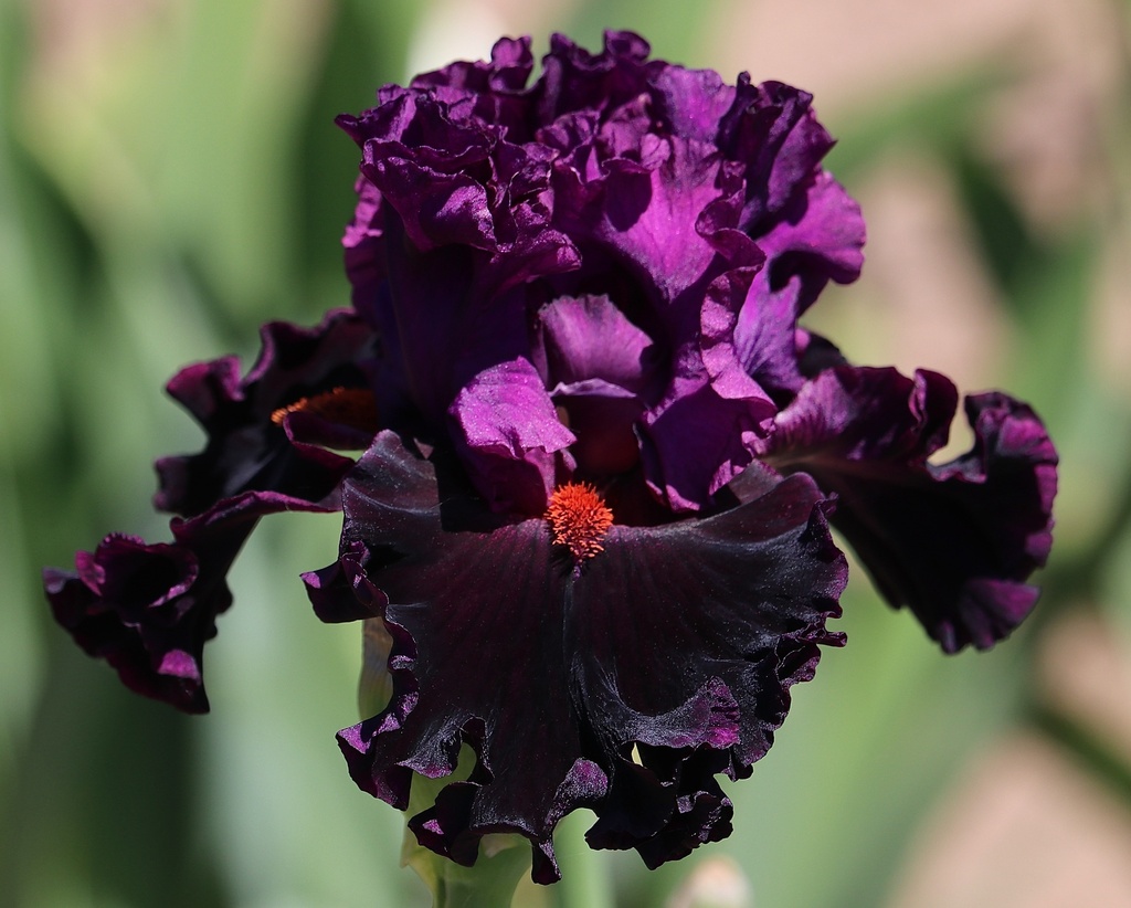 Dressed For The Occasion