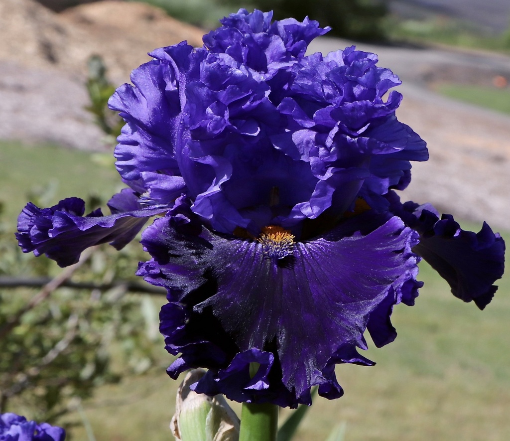 Presby Royal Jubilee