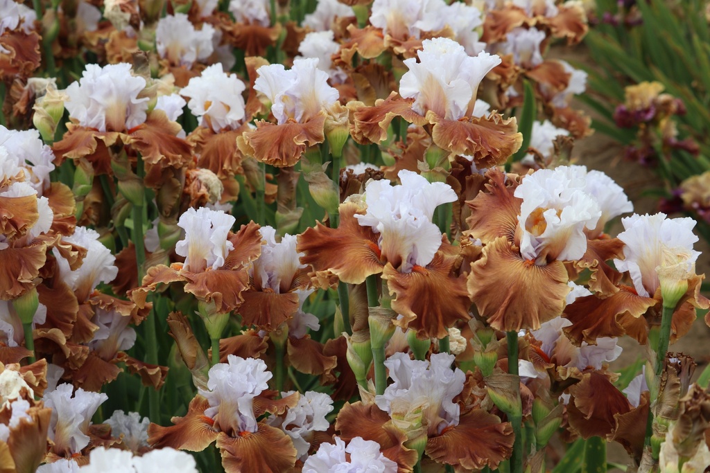 Mission Accomplished