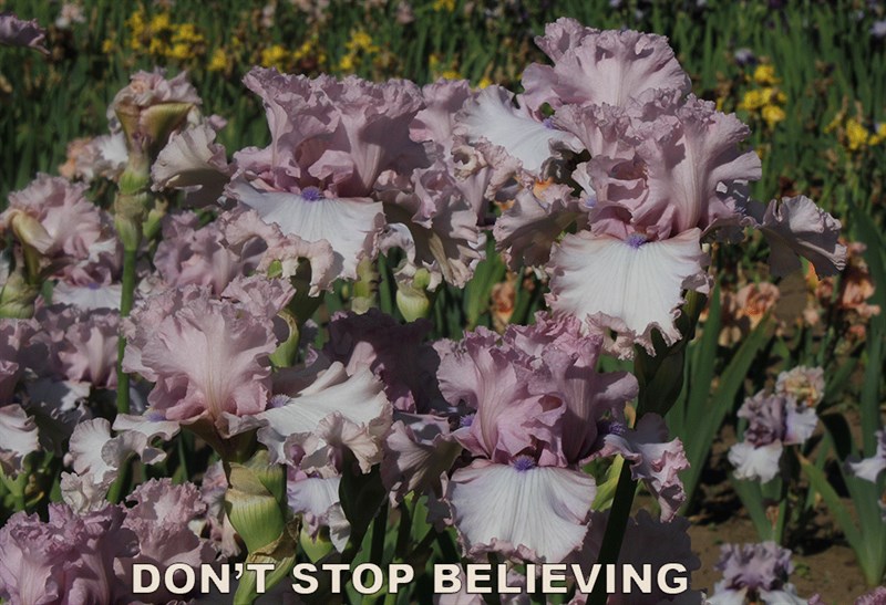 Don'T Stop Believing:Image2