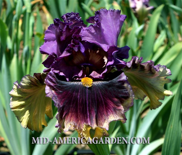 Creature Of The Night