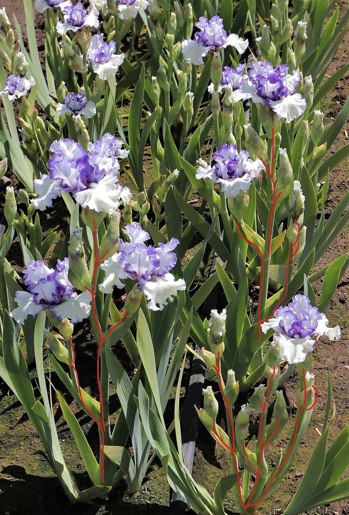 Airy Fairy Flower