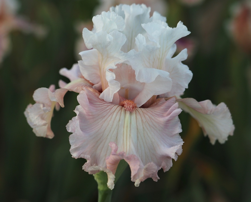 Blushing Love