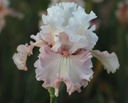 Blushing Love