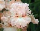 Politely Pink