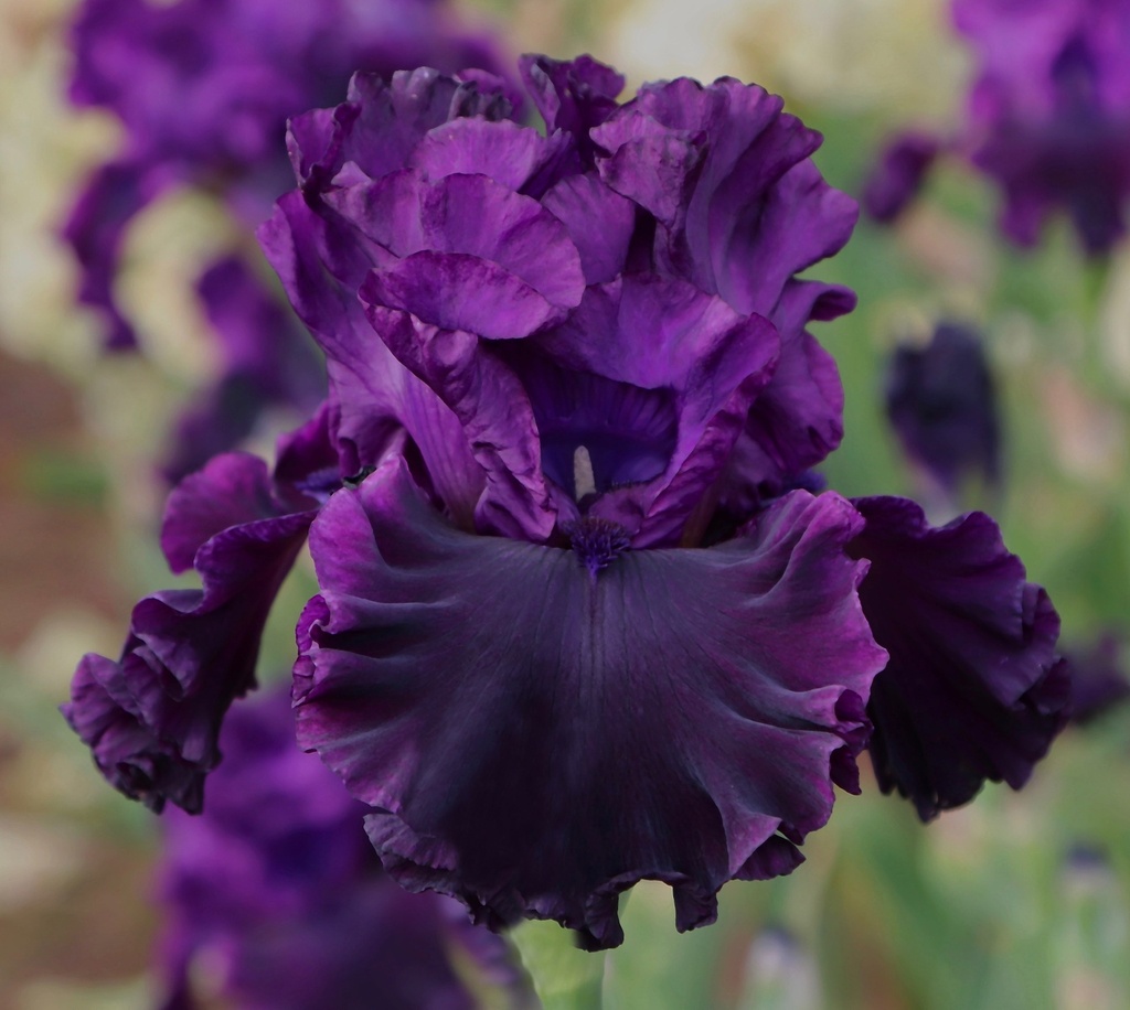 Pure Purple