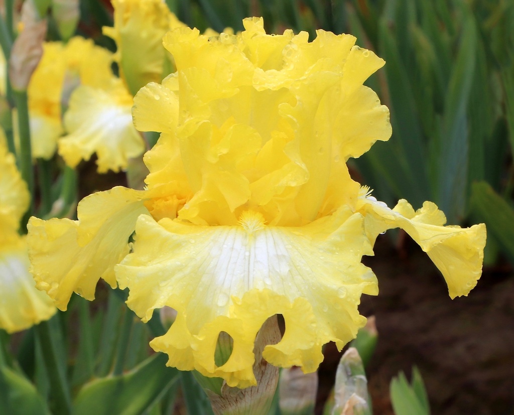 Sunshine Bouquet