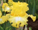 Sunshine Bouquet