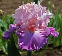 Bountiful Bloom