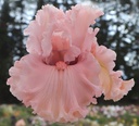 Pink Poodle