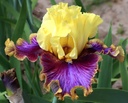 All About Color