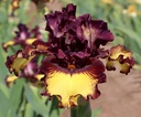 Calypso Joe