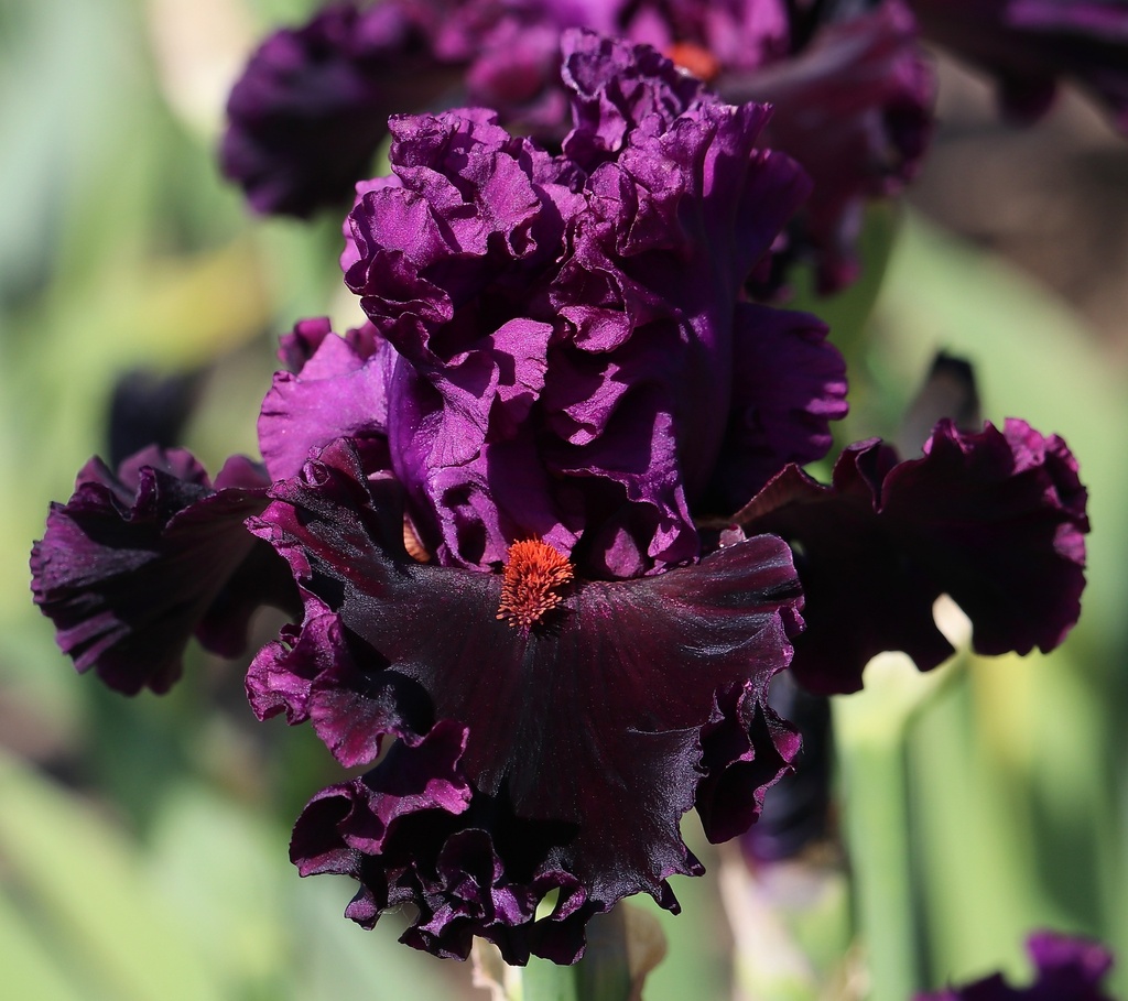 Dressed For The Occasion