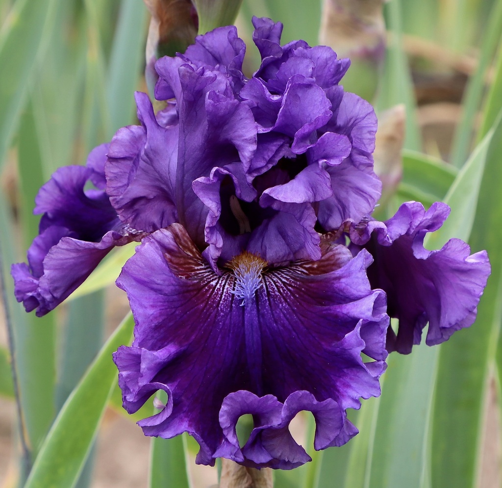 Purple Pleasure