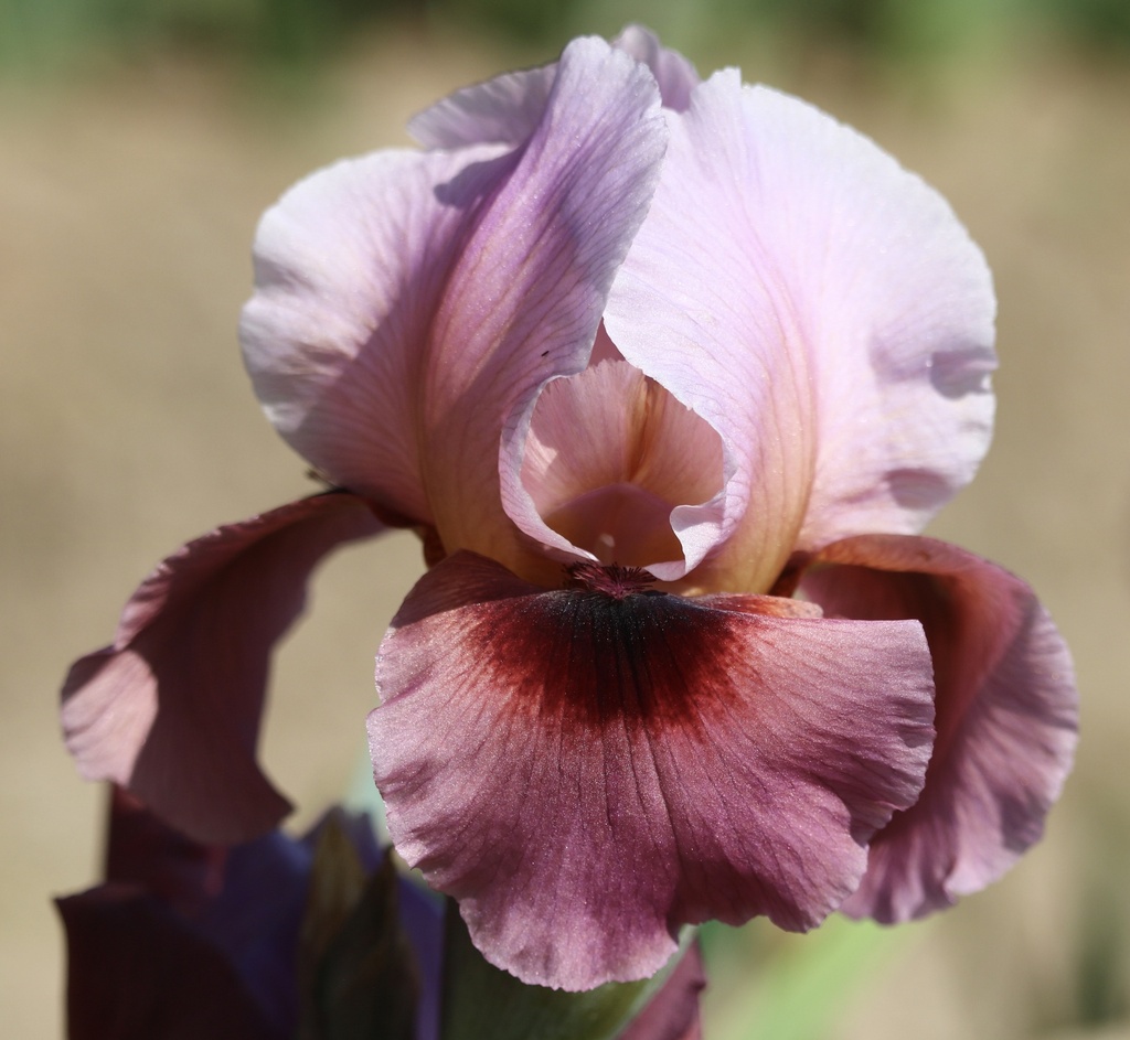 Rosy Celebration