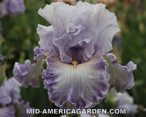 Lavender Breeze