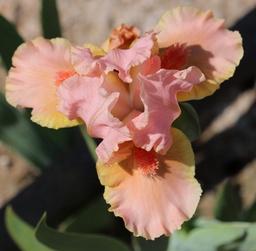 Pink Medley