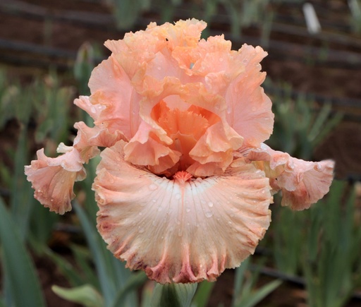 Princess Pretty Pink