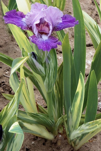 Two-Tone Foliage