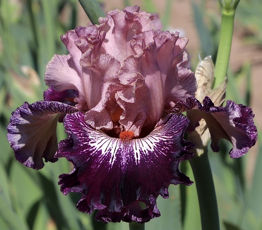 Pompous Parrot 