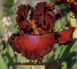 Cherokee Blaze