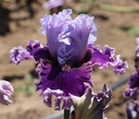 Amethyst Angel