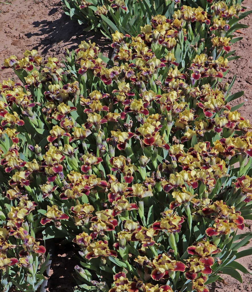 It's A Snap | Mid-America Garden