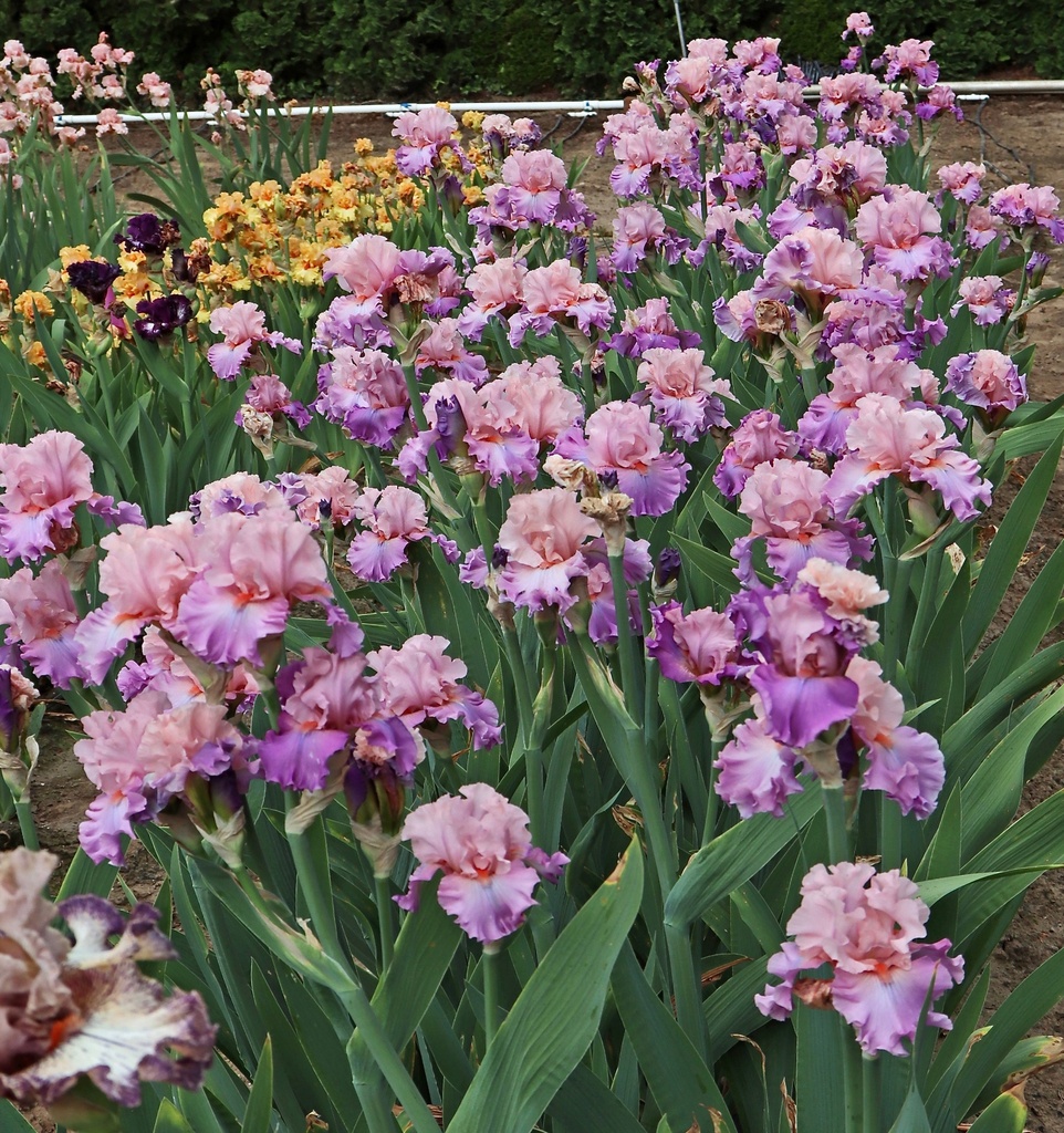 Bountiful Bloom