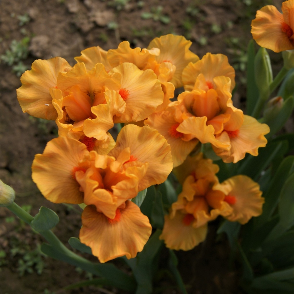 Orange Peel