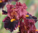 Maroon Majesty