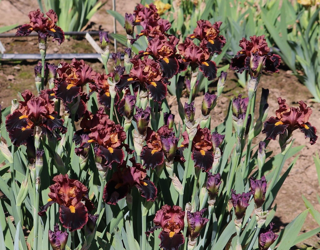 Maroon Majesty