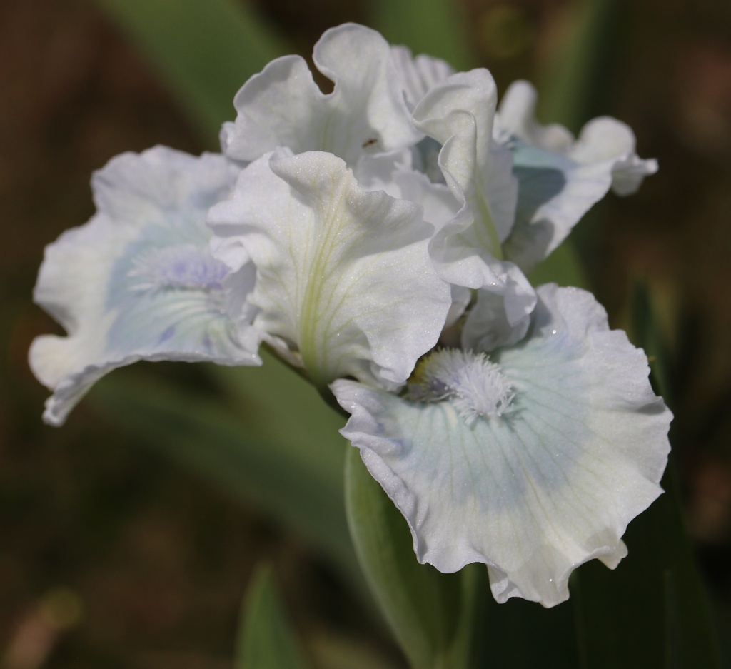 Touch Of Turquoise