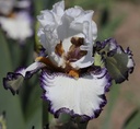 Covert Caper
