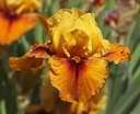 Golden Mamoset