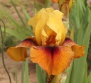 Golden Mamoset