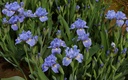 Waves Of Blue