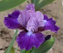 Two-Tone Foliage