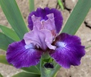 Two-Tone Foliage