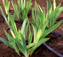 Two-Tone Foliage