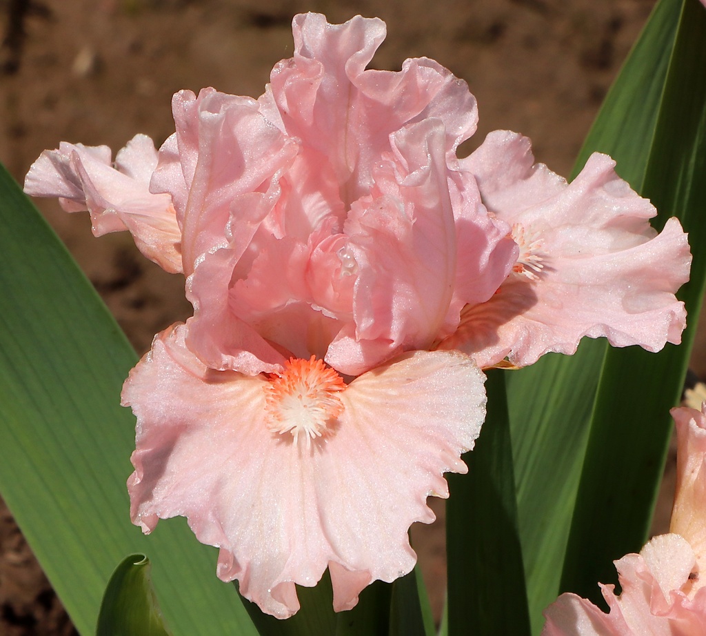 Make Mine Pink