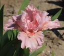 Make Mine Pink