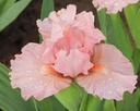 Make Mine Pink