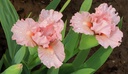 Make Mine Pink