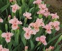 Make Mine Pink