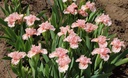 Make Mine Pink