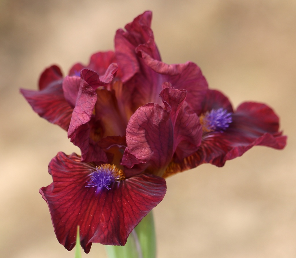 Robust Claret