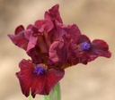 Robust Claret