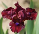 Robust Claret