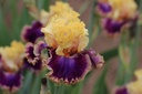 Coat Of Many Colors