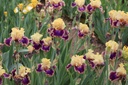 Coat Of Many Colors